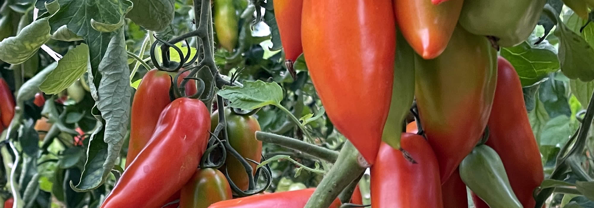 Certified Organic Crop Production Olden Organics